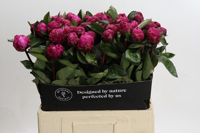 <h4>Paeonia Red Sarah</h4>