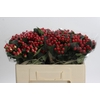 Hypericum True Romance