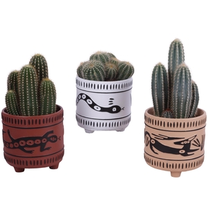 Cactus mix Ø12cm in Ø14cm Ceramic EV664