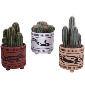 Cactus mix Ø12cm in Ø14cm Ceramic EV664