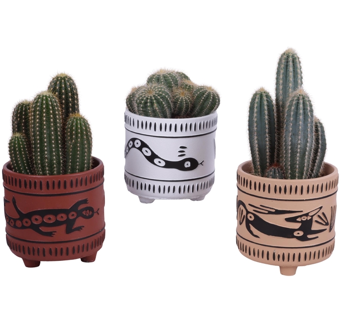 <h4>Cactus mix Ø12cm in Ø14cm Ceramic EV664</h4>