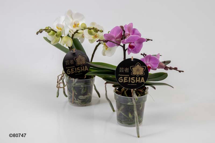 <h4>PHALAENOPSIS-HYB GEISHA 2-3T</h4>