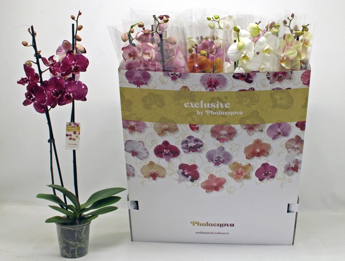 <h4>PHAL GEM 10 KL</h4>