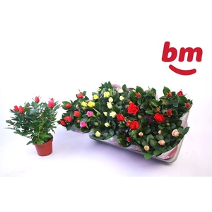 RO B MONDE GEM