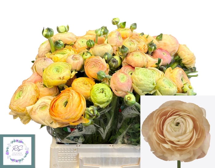 <h4>RAN SU GRAND PASTEL</h4>