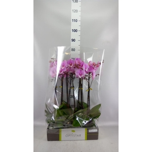 Phalaenopsis   ...