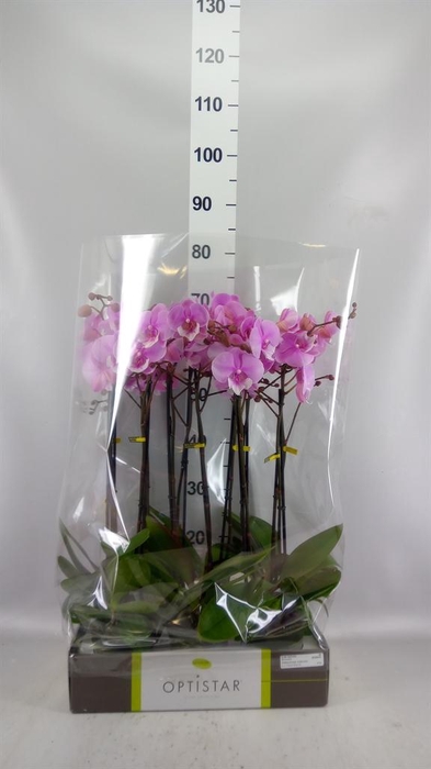 <h4>Phalaenopsis   ...</h4>