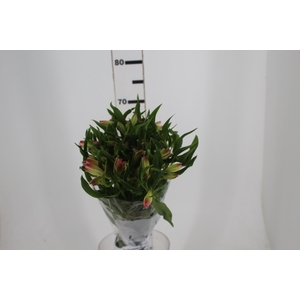 ALSTROEMERIA PAPILLON 080 CM ROSA
