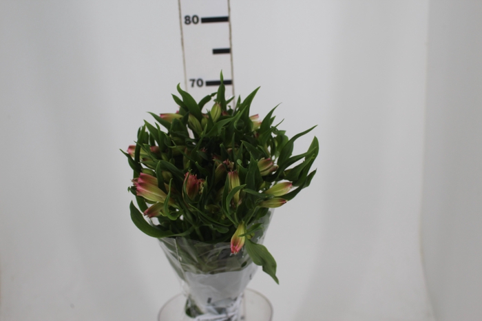 <h4>ALSTROEMERIA PAPILLON 080 CM ROSA</h4>