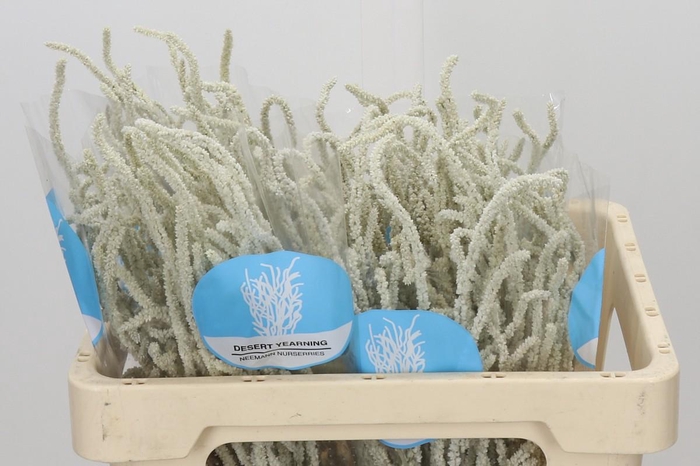 <h4>Amaranthus Yearming Desert</h4>