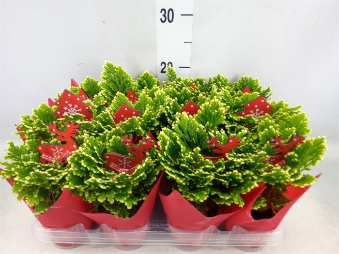 <h4>Selaginella martensii 'Jori'</h4>