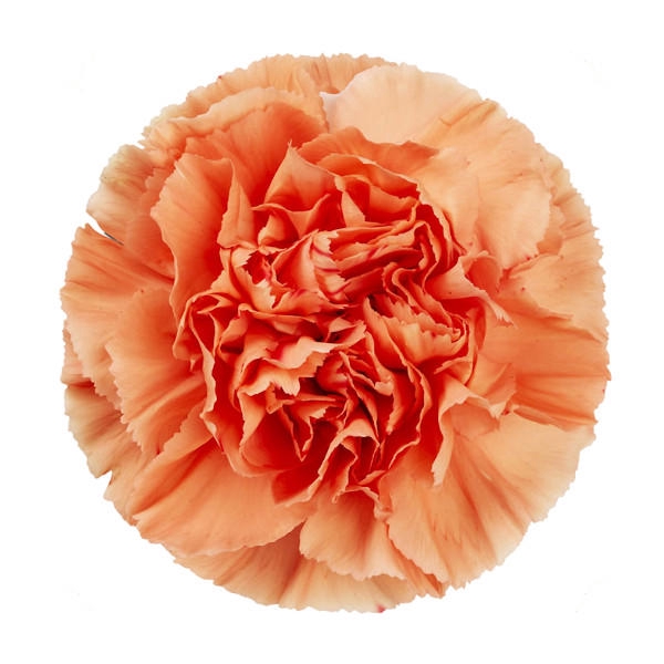 <h4>DI ST HERMES ORANGE</h4>