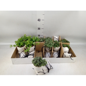 Arr.   Kamerplant Groen L%