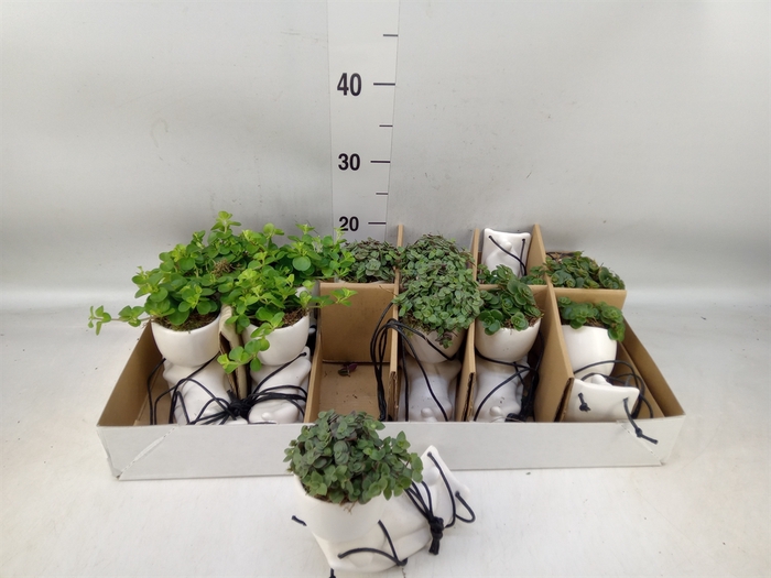 <h4>Arr.   Kamerplant Groen L%</h4>