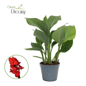 Canna Kreta Zonder Bloem p 14