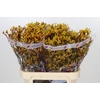Anigozanthos Gold Fever