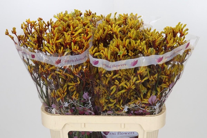 <h4>Anigozanthos Gold Fever</h4>