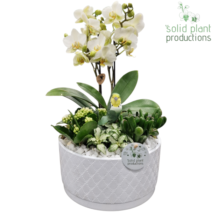 <h4>PH004 Stella White</h4>