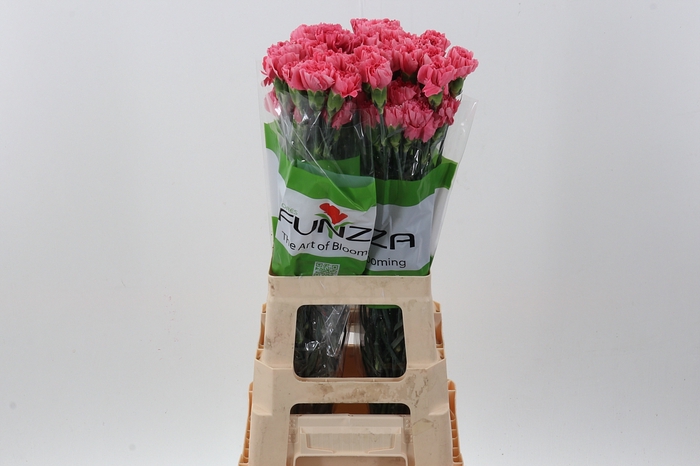 <h4>DI St Pink Pomerosa</h4>