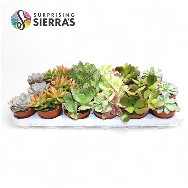 <h4>Sierra's® - Valencia Succulent Mix (Prime)</h4>