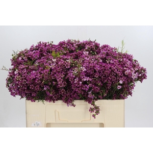 Chamelaucium Jupiter