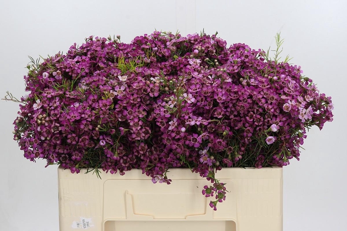 <h4>Chamelaucium Jupiter</h4>