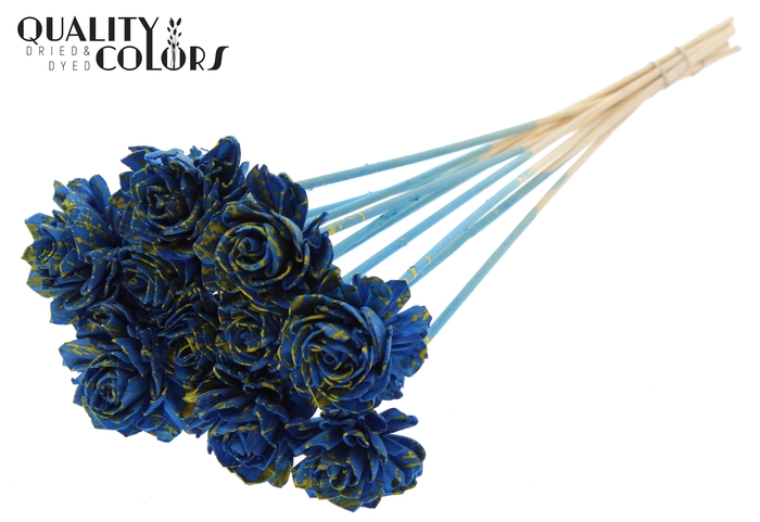 Shola Dahlia 6cm on stem Splashed Blue/Yellow