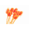 Chardon Orange