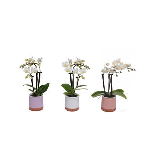 Valencia Mix Tiny Dolls Wit 3T18+ aqu@