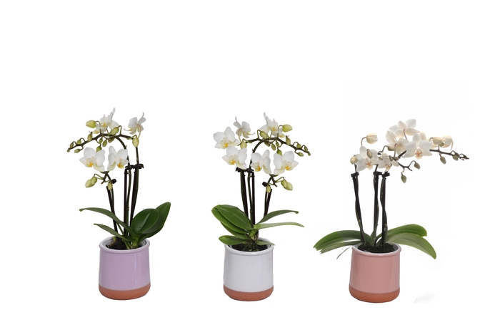 <h4>Valencia Mix Tiny Dolls Wit 3T18+ aqu@</h4>