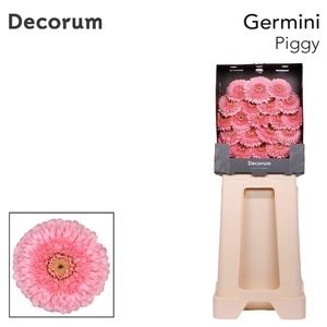 Germini Pomponi Piggy Diamond