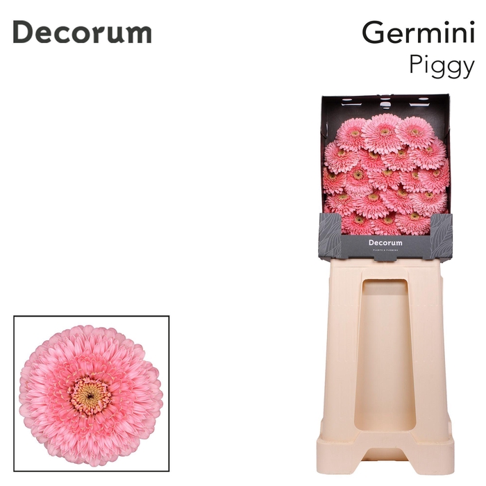 <h4>Germini Pomponi Piggy Diamond</h4>