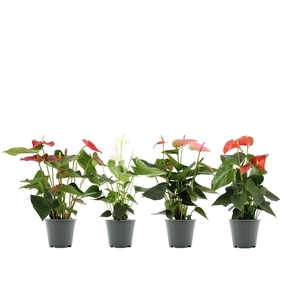 Anthurium 4 color mix in transparant sleeve