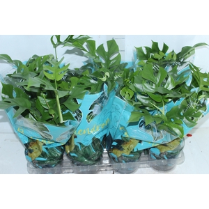 PHILODENDRON MINIMA P15