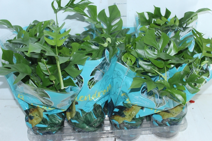 <h4>PHILODENDRON MINIMA P15</h4>