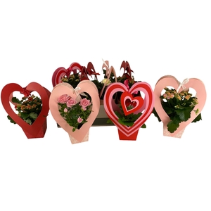 KAMERPL BLOEIEND GEM