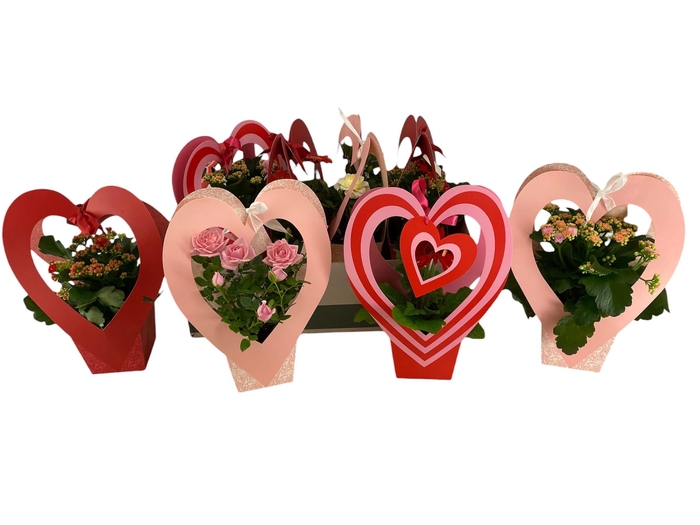 <h4>KAMERPL BLOEIEND GEM</h4>