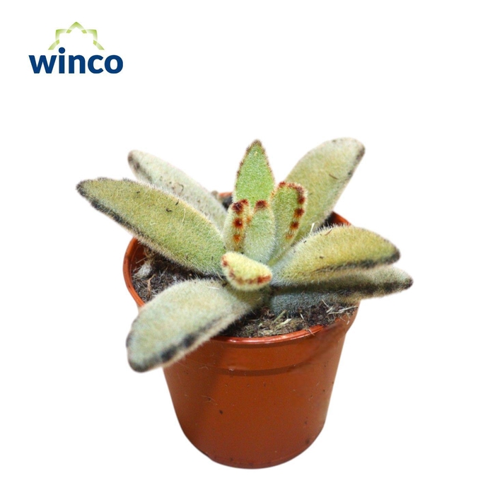 <h4>Kalanchoe Tomentosa</h4>