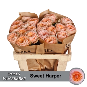R GR SWEET HARPER!