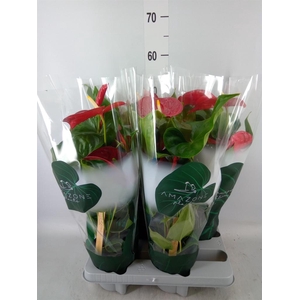 Anthurium andr. 'Nevada'