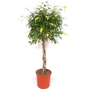 Ficus Exotica