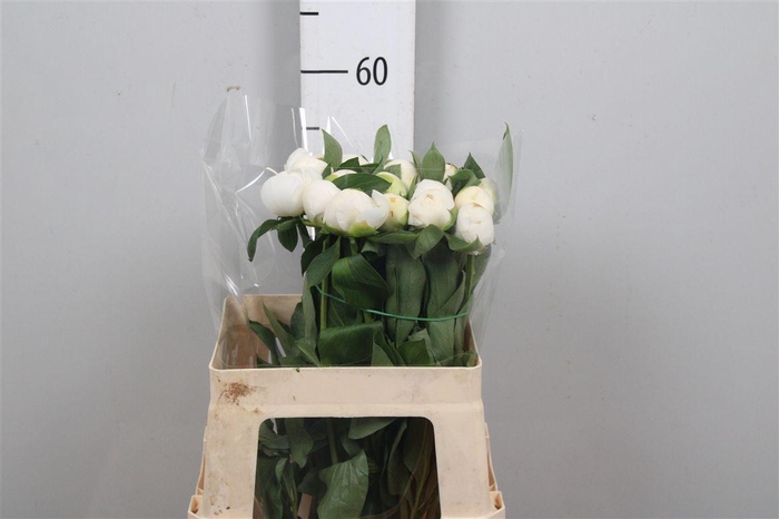 <h4>Paeo Duches D Nemo</h4>