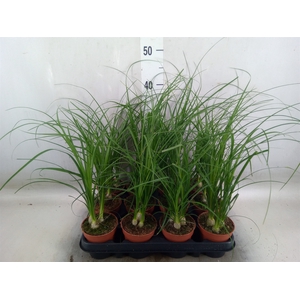 Nolina recurvata   ...