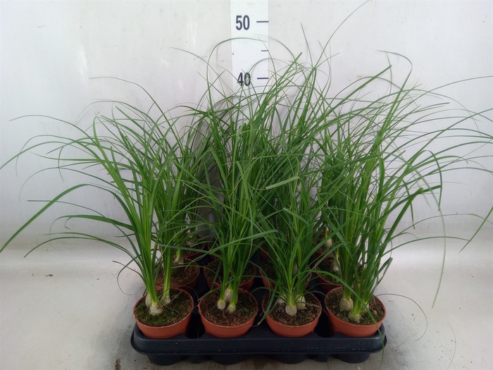 <h4>Nolina recurvata   ...</h4>