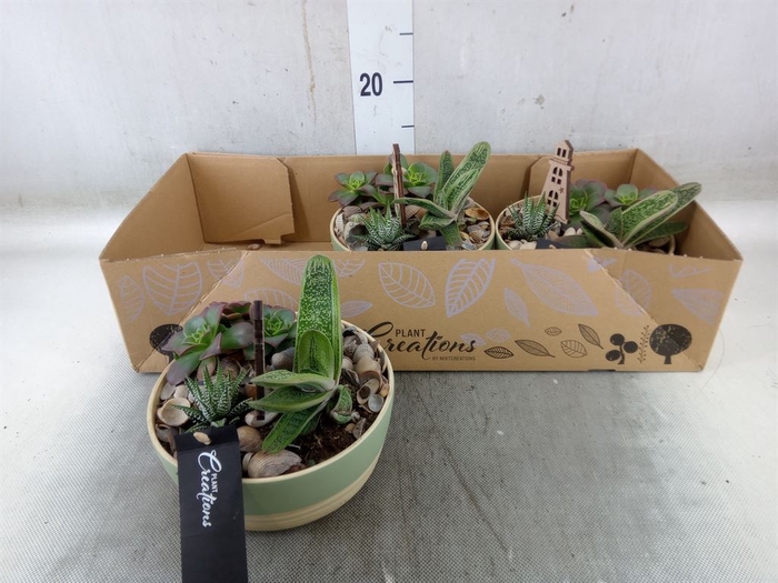 <h4>Arr.   Kamerplant Groen H%</h4>