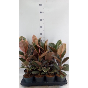 Ficus elastica 'Belize'