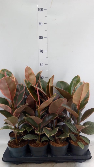 <h4>Ficus elastica 'Belize'</h4>