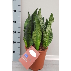 Sansevieria trifa. 'Black Coral'