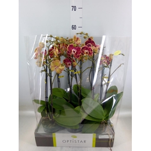 Phalaenopsis   ...red