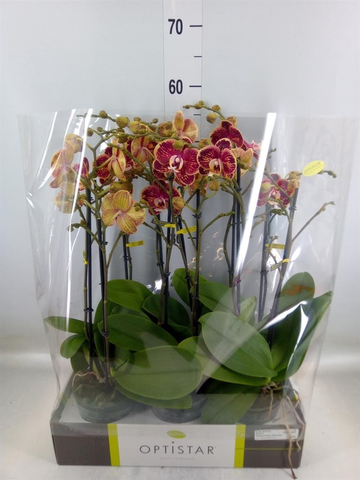 <h4>Phalaenopsis   ...red</h4>